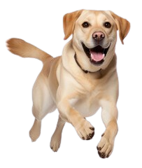 Wellington Dog Groomers